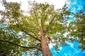 Best Tree Trimming and Pruning  in Porter Heights, TX