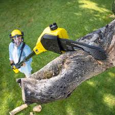 Best Emergency Tree Removal  in Porter Heights, TX