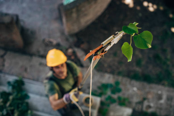 Best Fruit Tree Pruning  in Porter Heights, TX