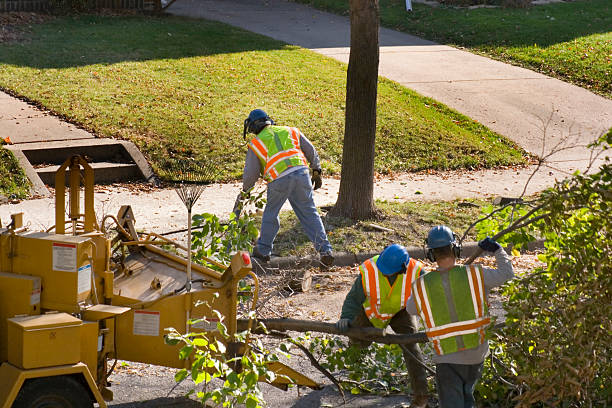 Best Tree Risk Assessment  in Porter Heights, TX