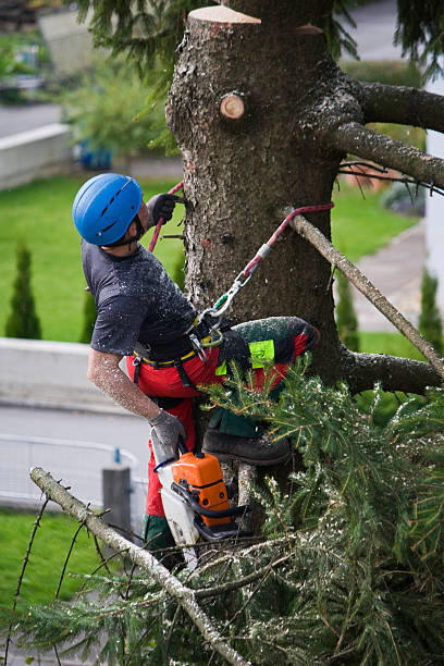 Best Hazardous Tree Removal  in Porter Heights, TX