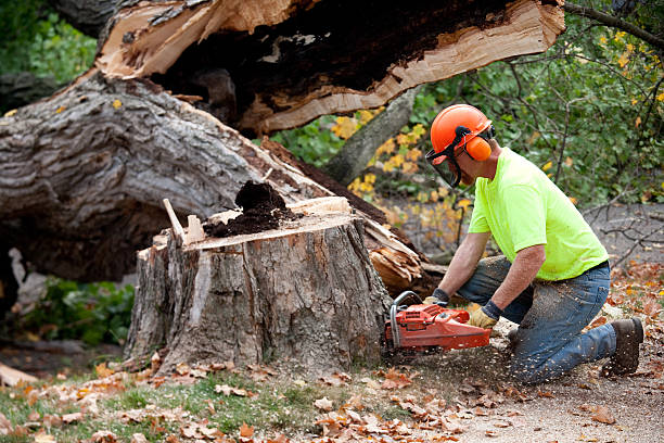 Best Root Management and Removal  in Porter Heights, TX