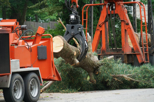 Best Storm Damage Tree Cleanup  in Porter Heights, TX